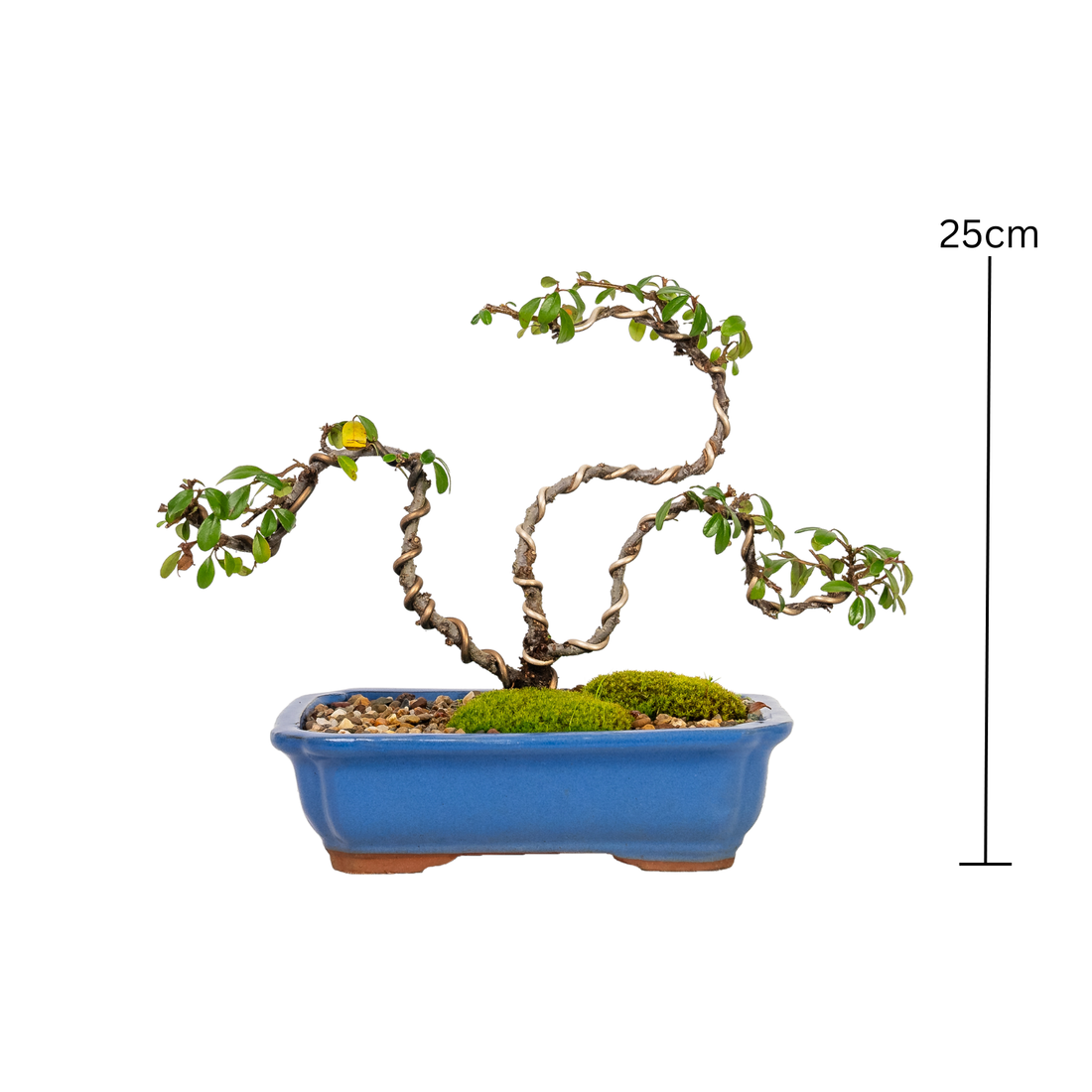 Cotoneaster Bonsai (2016)