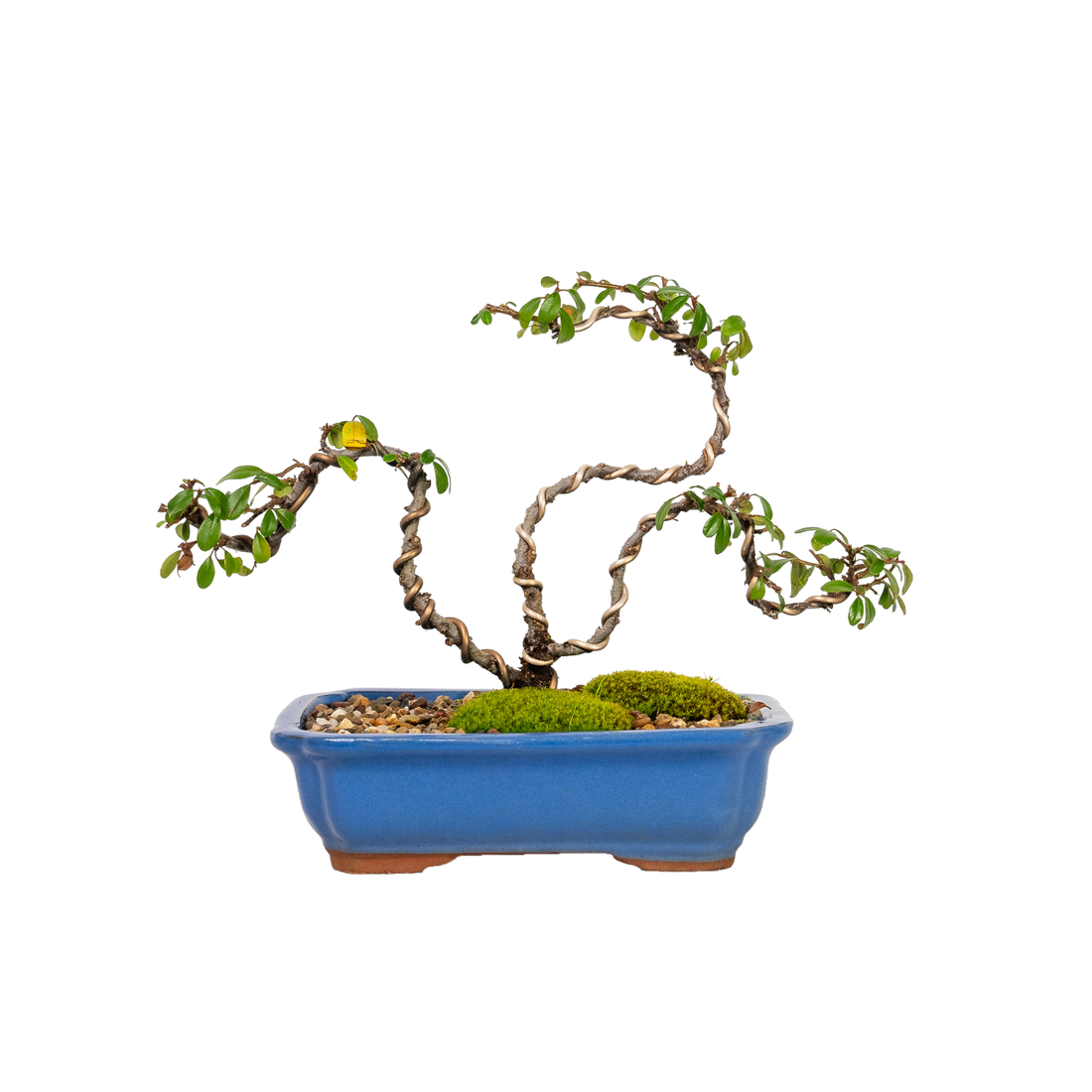 Cotoneaster Bonsai (2016)