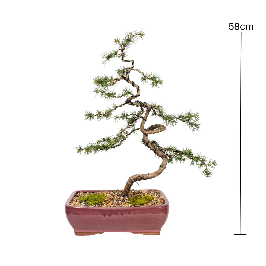 Atlantic Cedar Bonsai (2003)