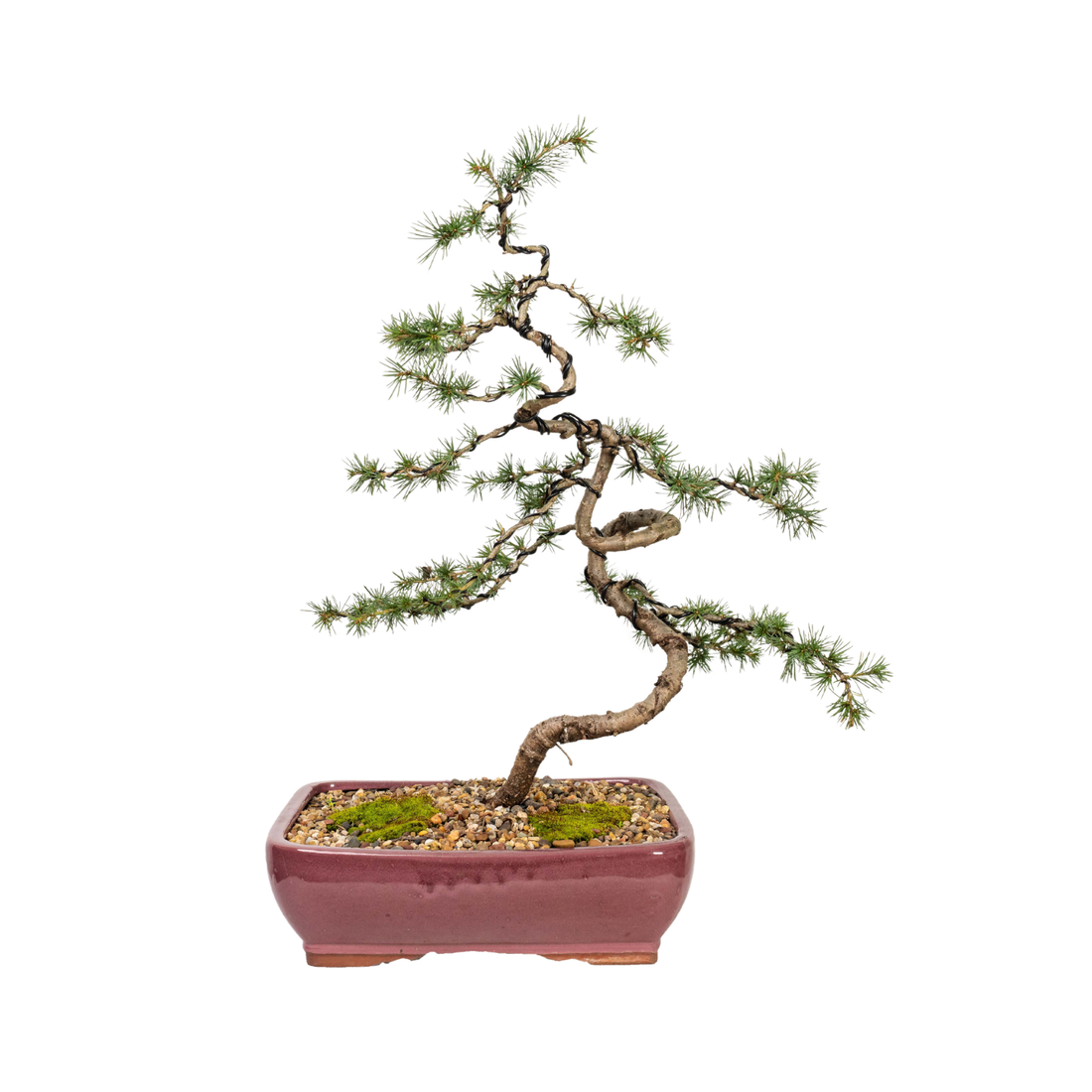 Atlantic Cedar Bonsai (2003)