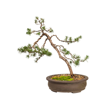 Scots Pine Bonsai (2001)