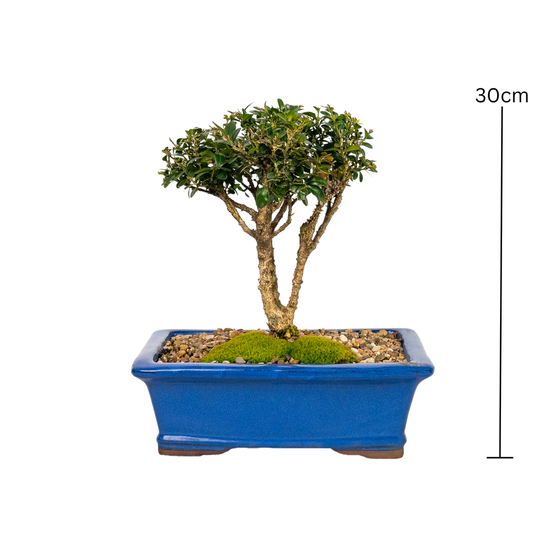 Korean Buxus Bonsai (2007)