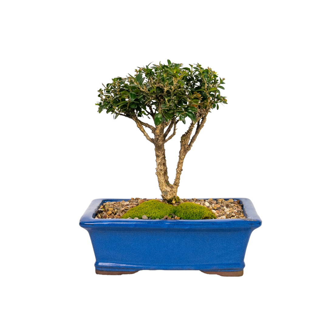 Korean Buxus Bonsai (2007)