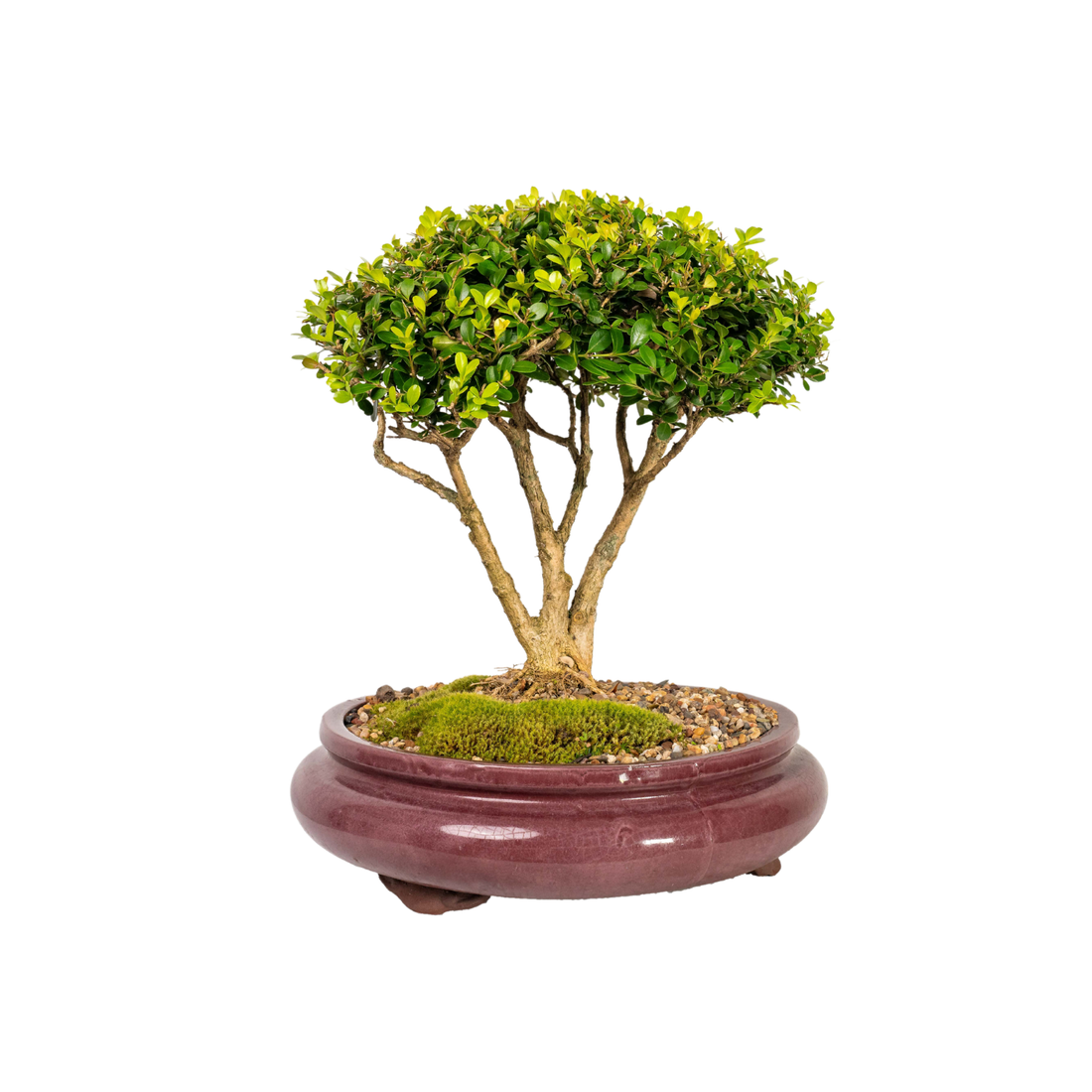 English Buxus Bonsai (1997)