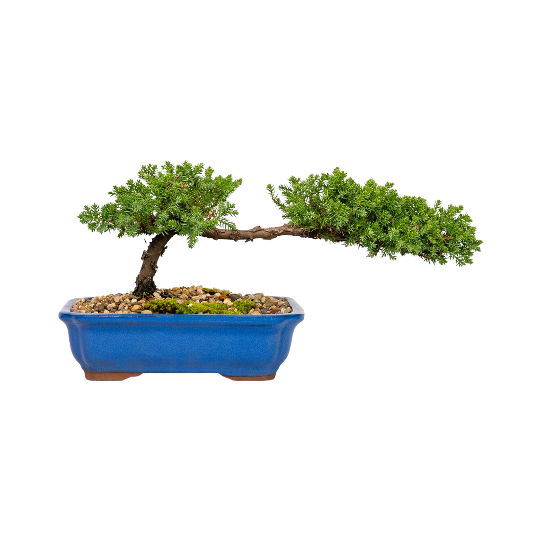 Juniper Bonsai (2015)