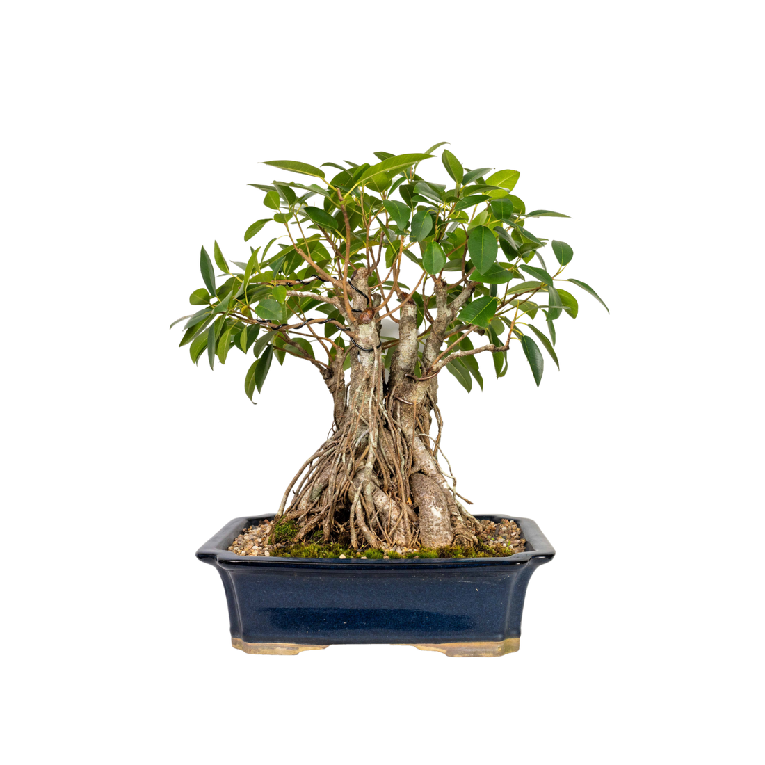 Port Jackson Fig Bonsai (1981)