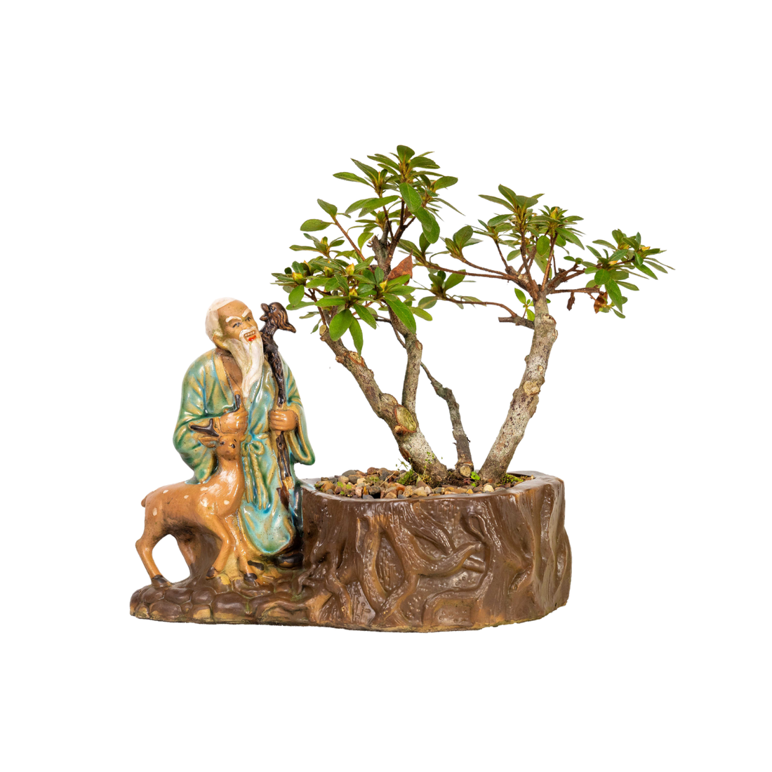 Azalea Bonsai (2000)