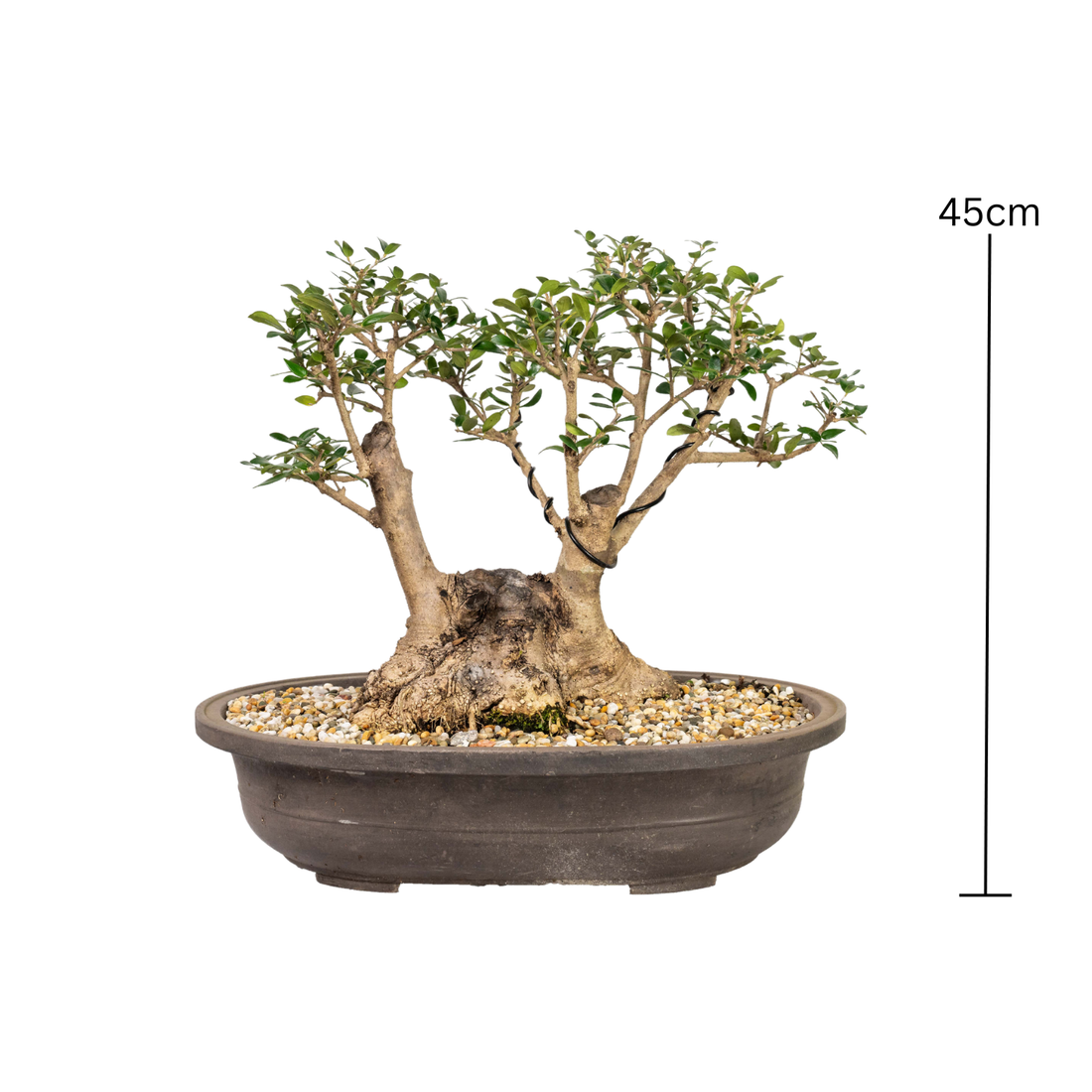 Asian Olive Bonsai (1984)