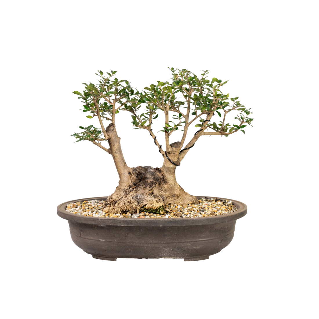 Asian Olive Bonsai (1984)