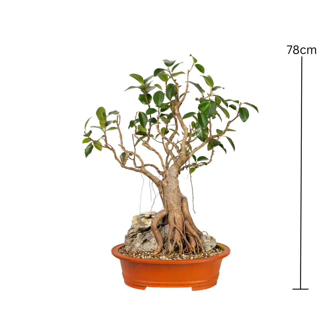 Port Jackson Fig Bonsai (1985)