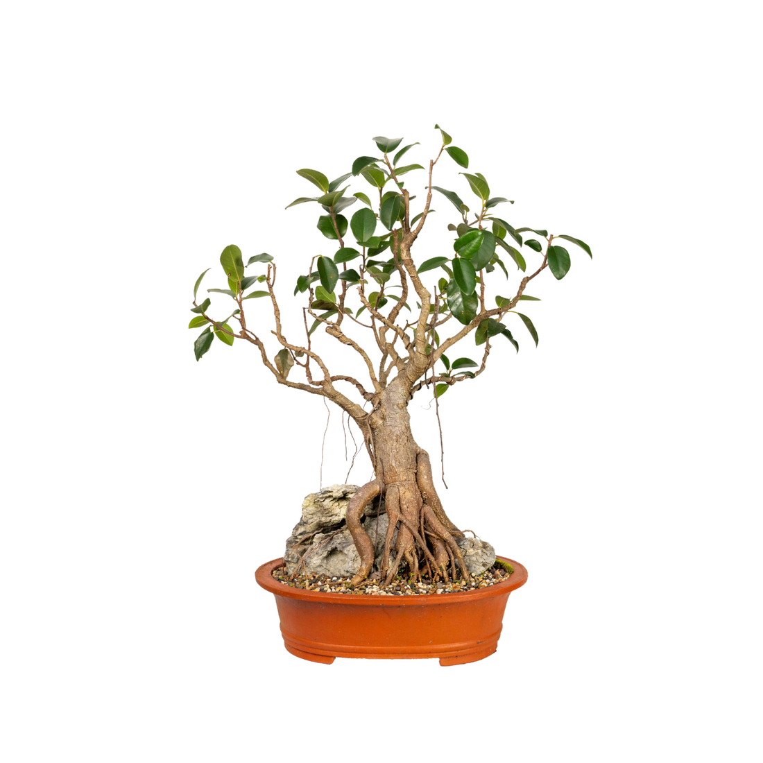 Port Jackson Fig Bonsai (1985)