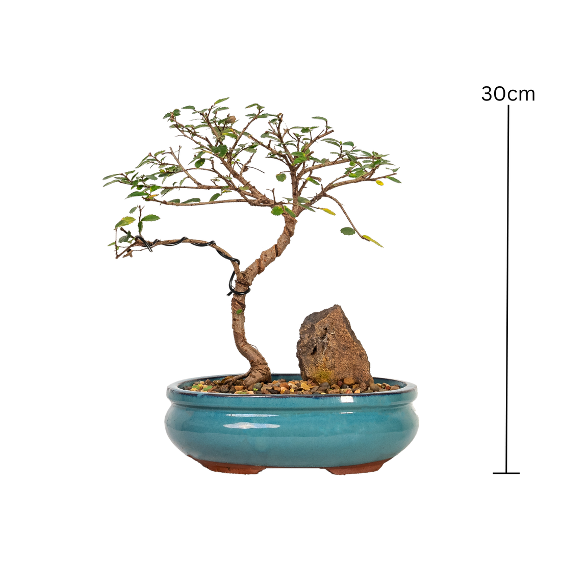 Chinese Elm Bonsai (2011)