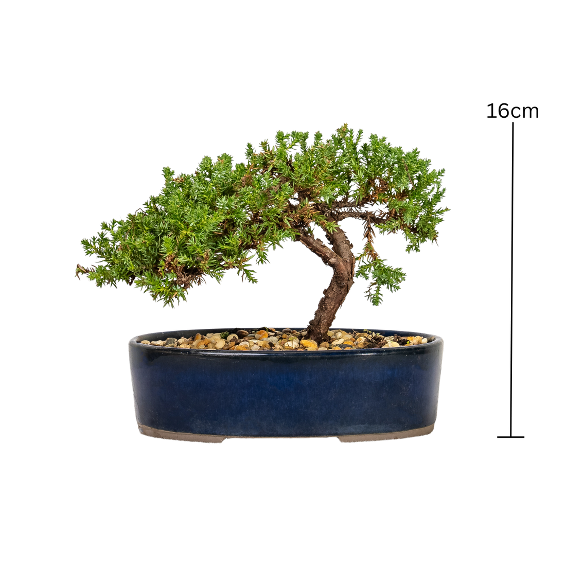 Juniper Bonsai (2008)