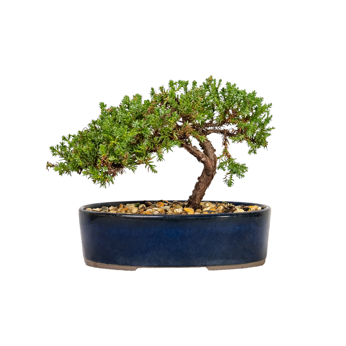 Juniper Bonsai (2008)