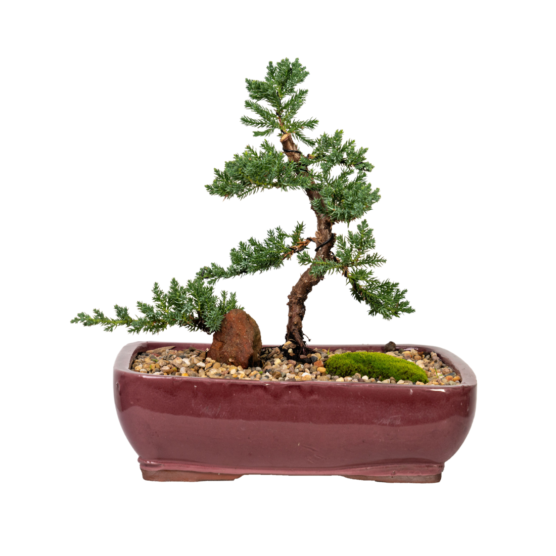 Juniper Bonsai (2011)