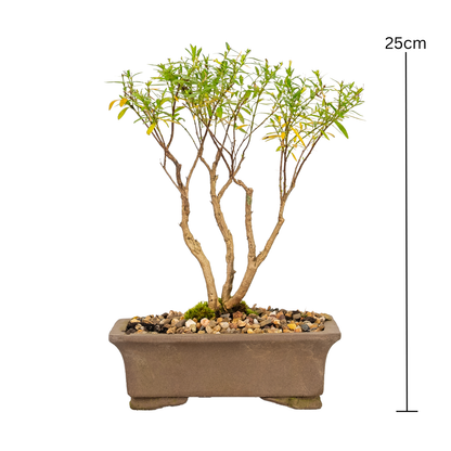 Cuphea Bonsai (2015)