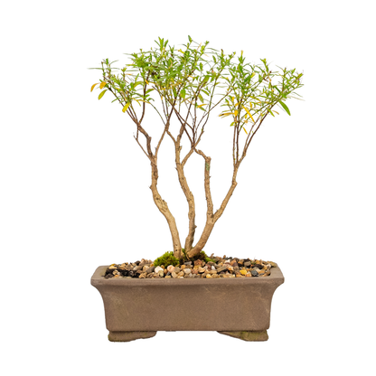 Cuphea Bonsai (2015)