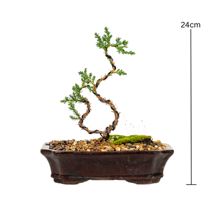 Juniper Bonsai (2020)