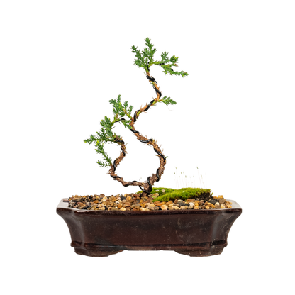 Juniper Bonsai (2020)