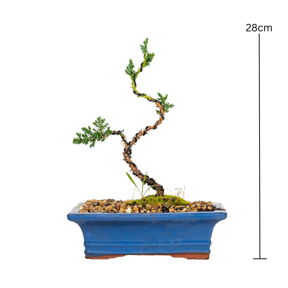 Juniper Bonsai (2020)