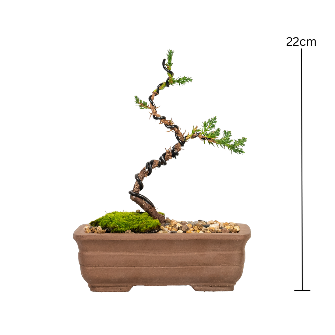 Juniper Bonsai (2020)