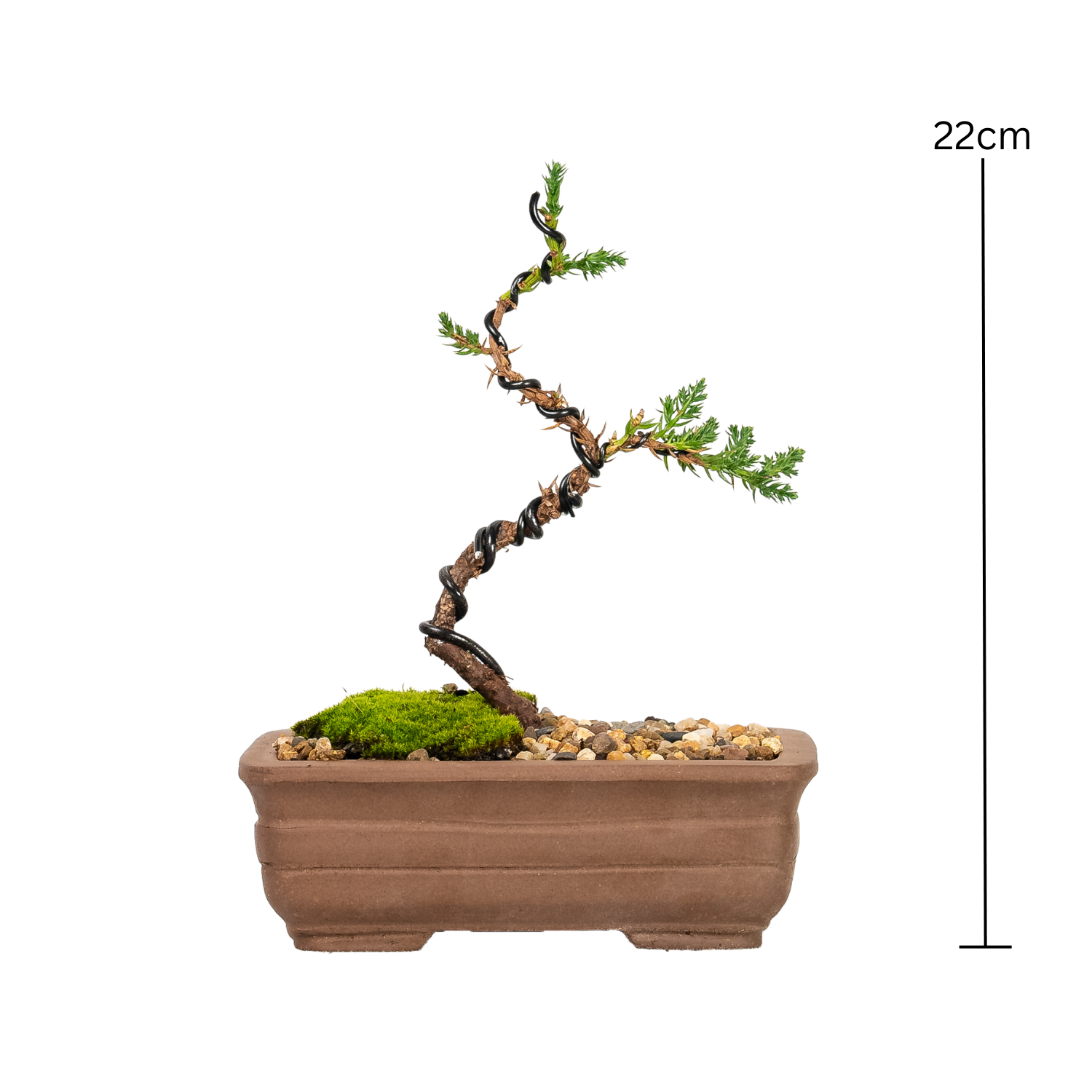 Juniper Bonsai (2020)