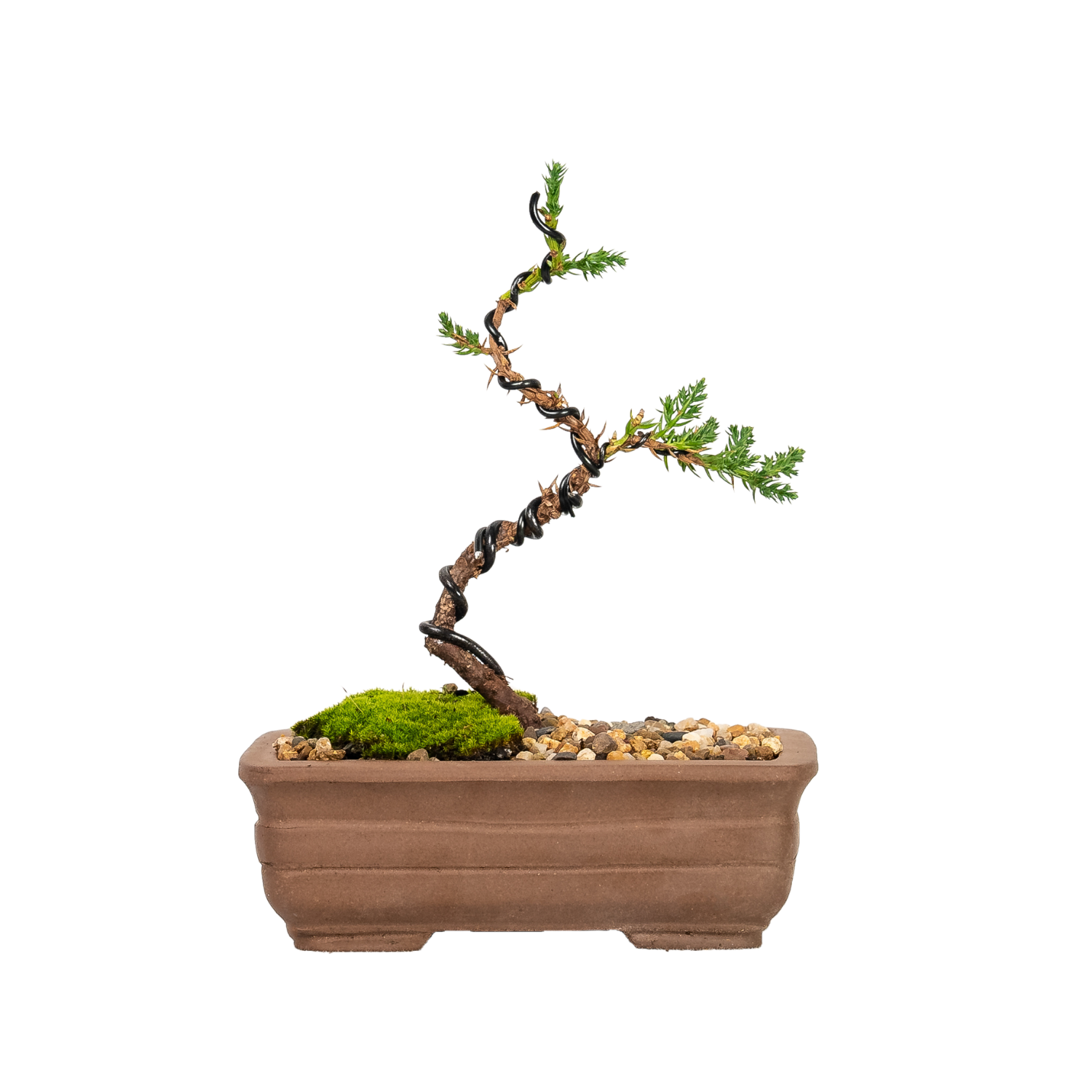 Juniper Bonsai (2020)