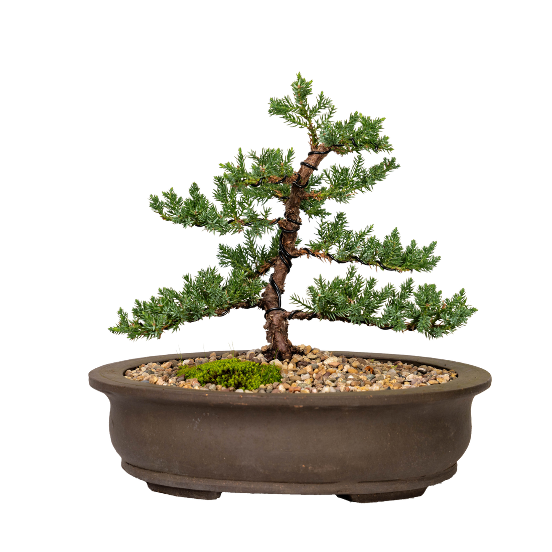 Juniper Bonsai (2011)