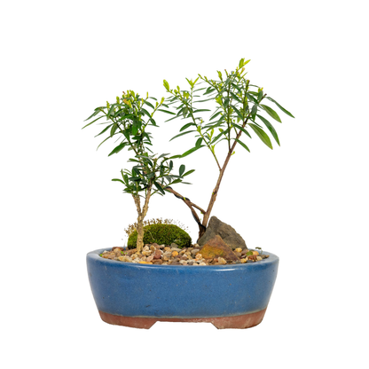 Mini Buxus Forest (2020)