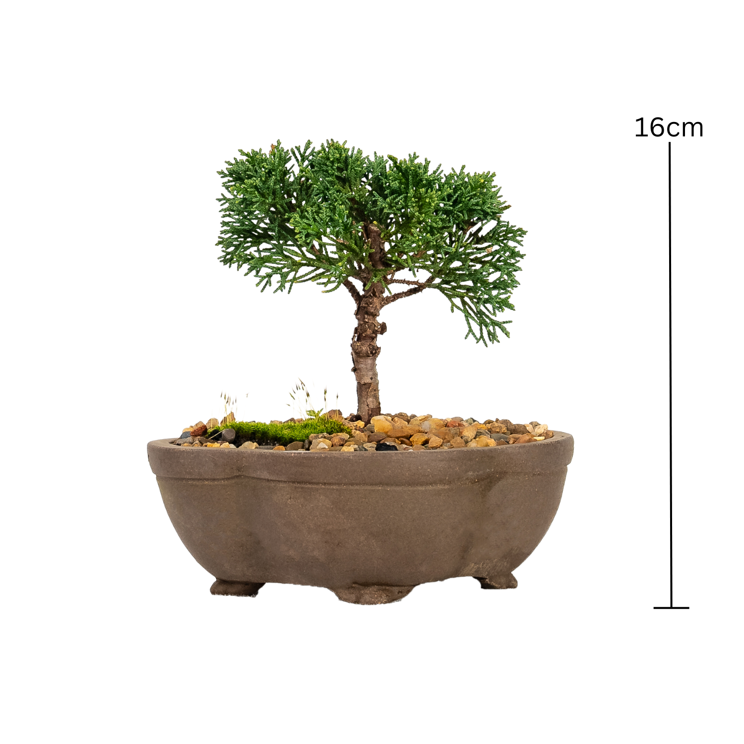 Shimpaku Juniper Bonsai (2018)