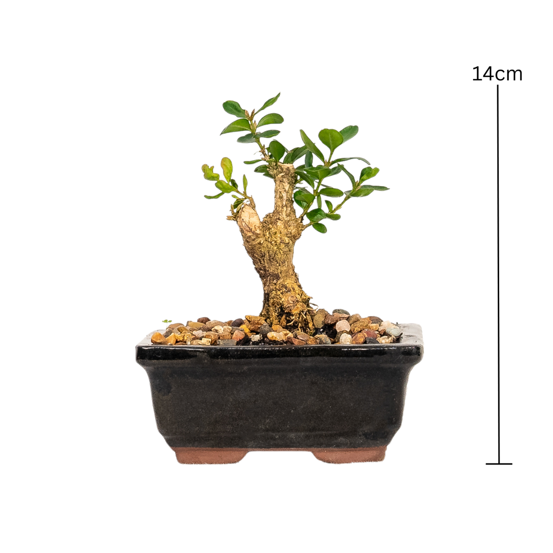 Buxus Bonsai (2018)