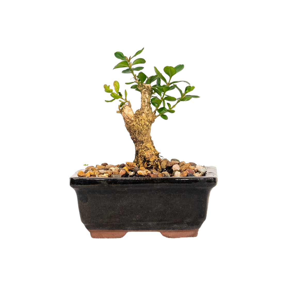 Buxus Bonsai (2018)