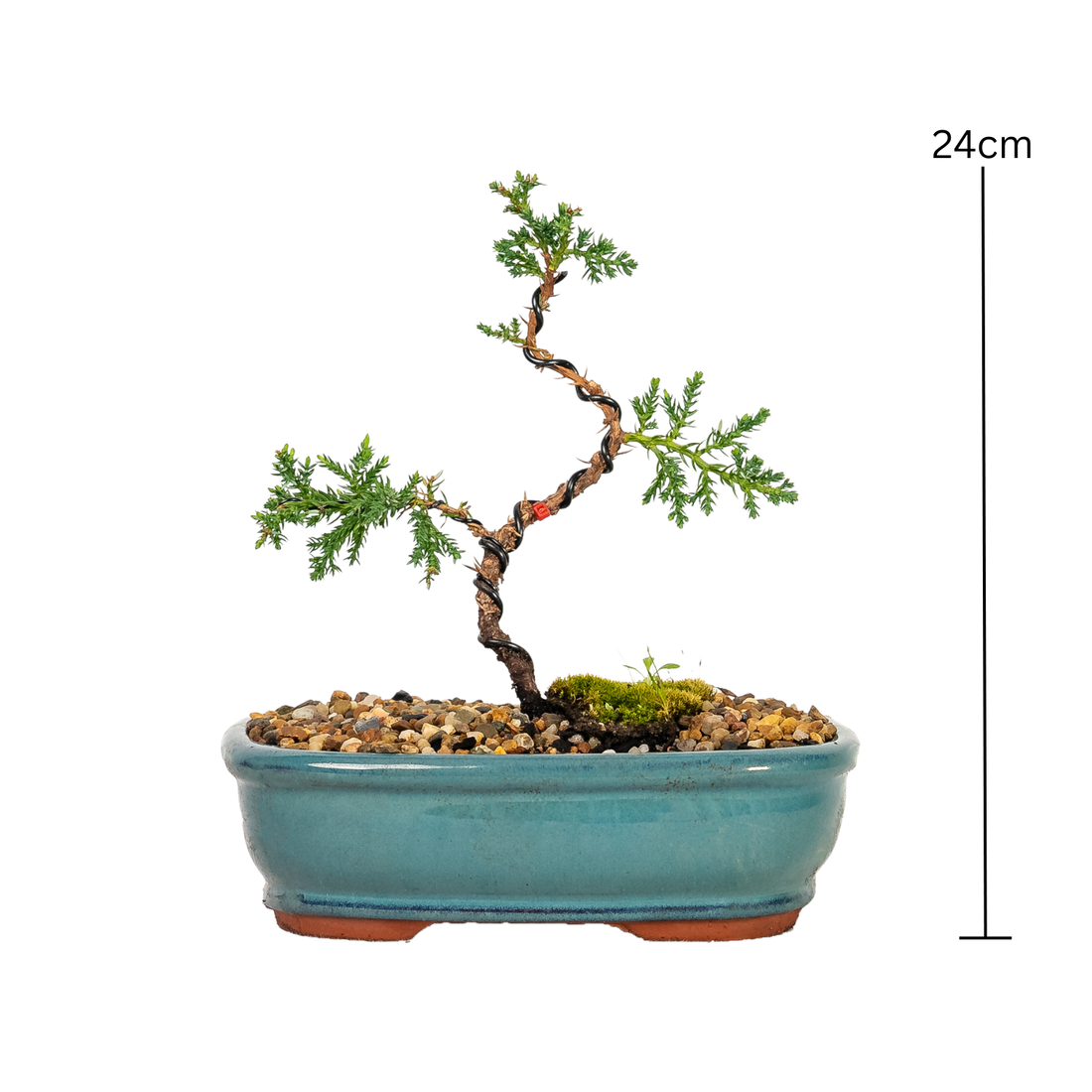 Juniper Bonsai (2020)