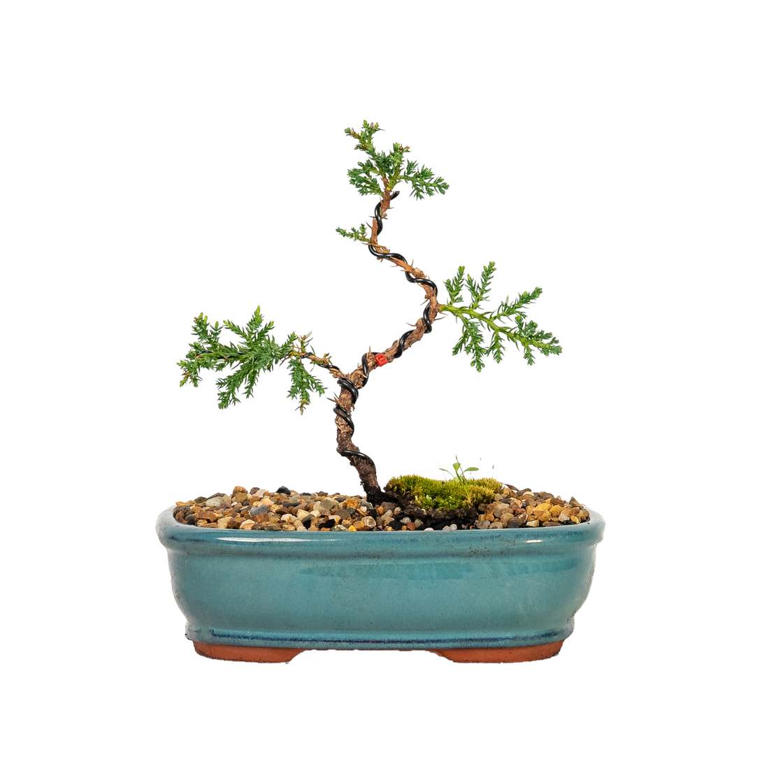 Juniper Bonsai (2020)