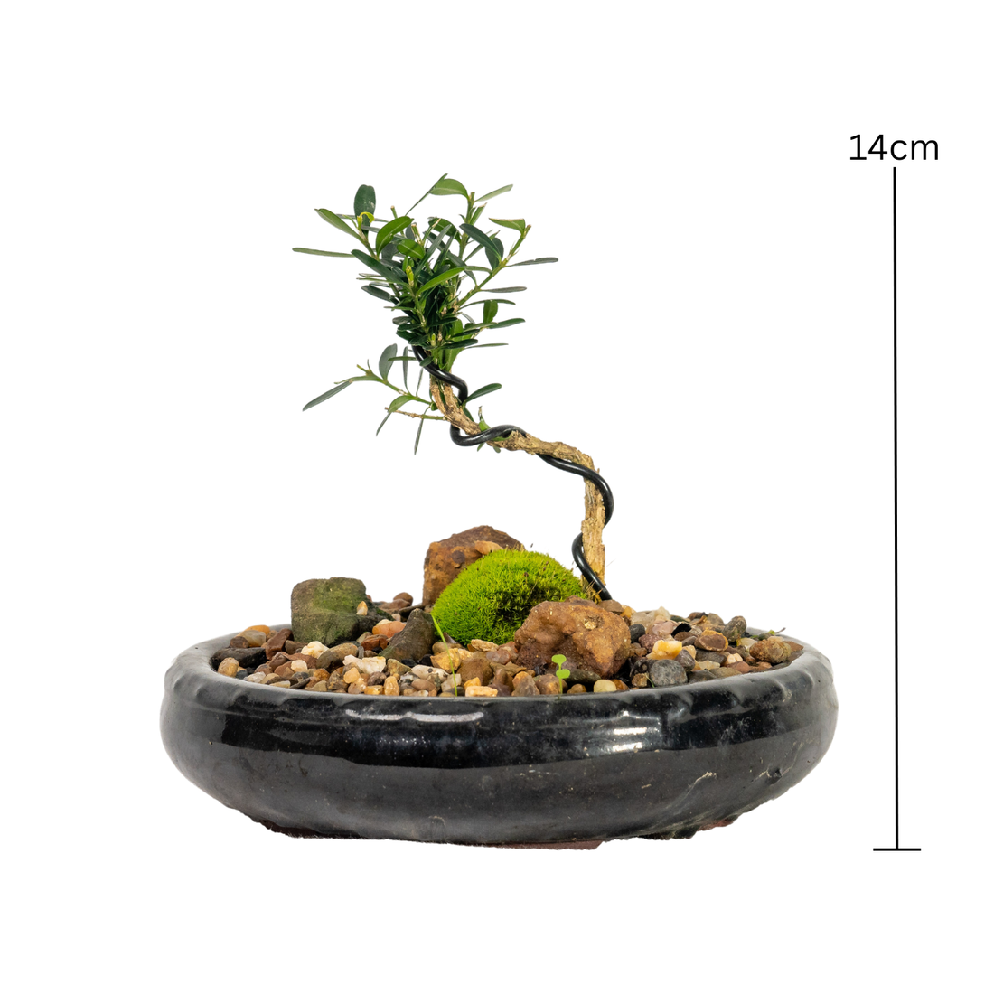 Buxus Bonsai (2020)