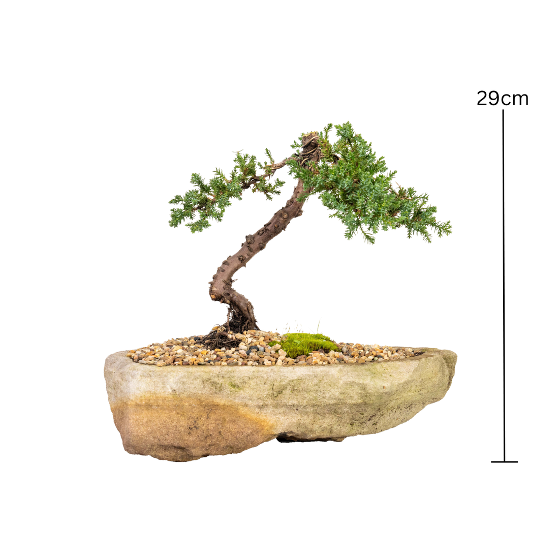 Juniper Bonsai (2006)