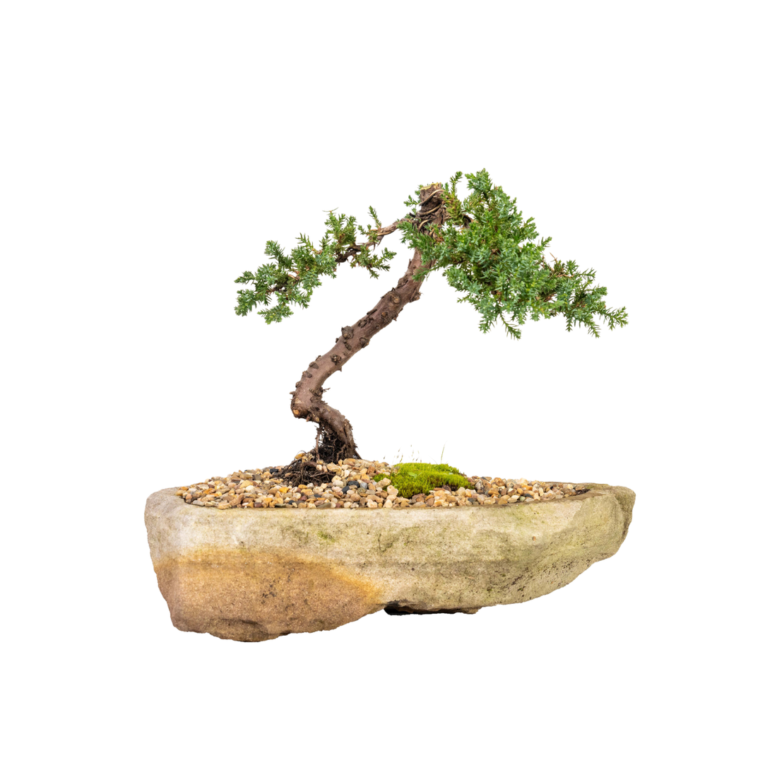 Juniper Bonsai (2006)