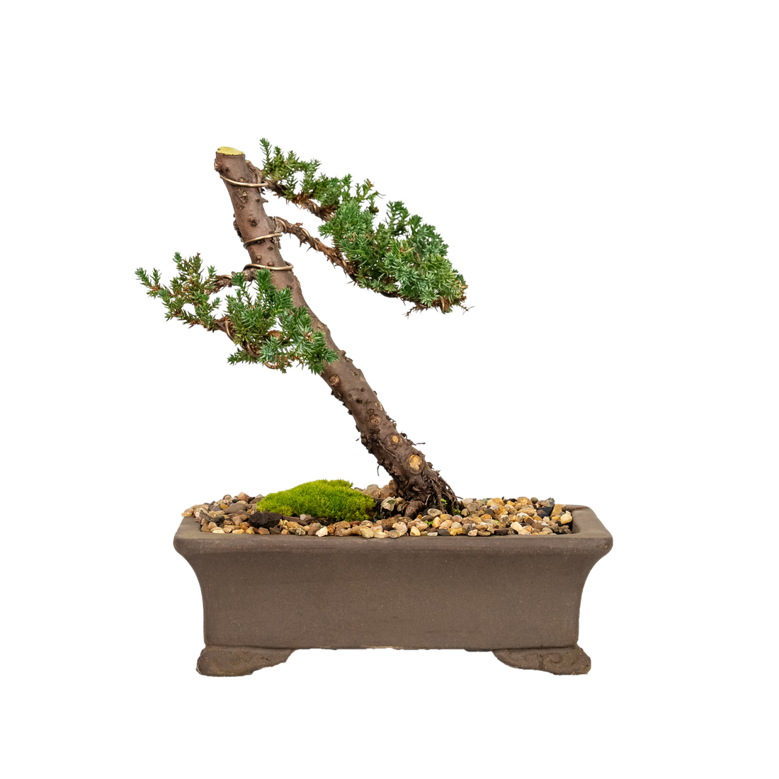 Juniper Bonsai (2006)