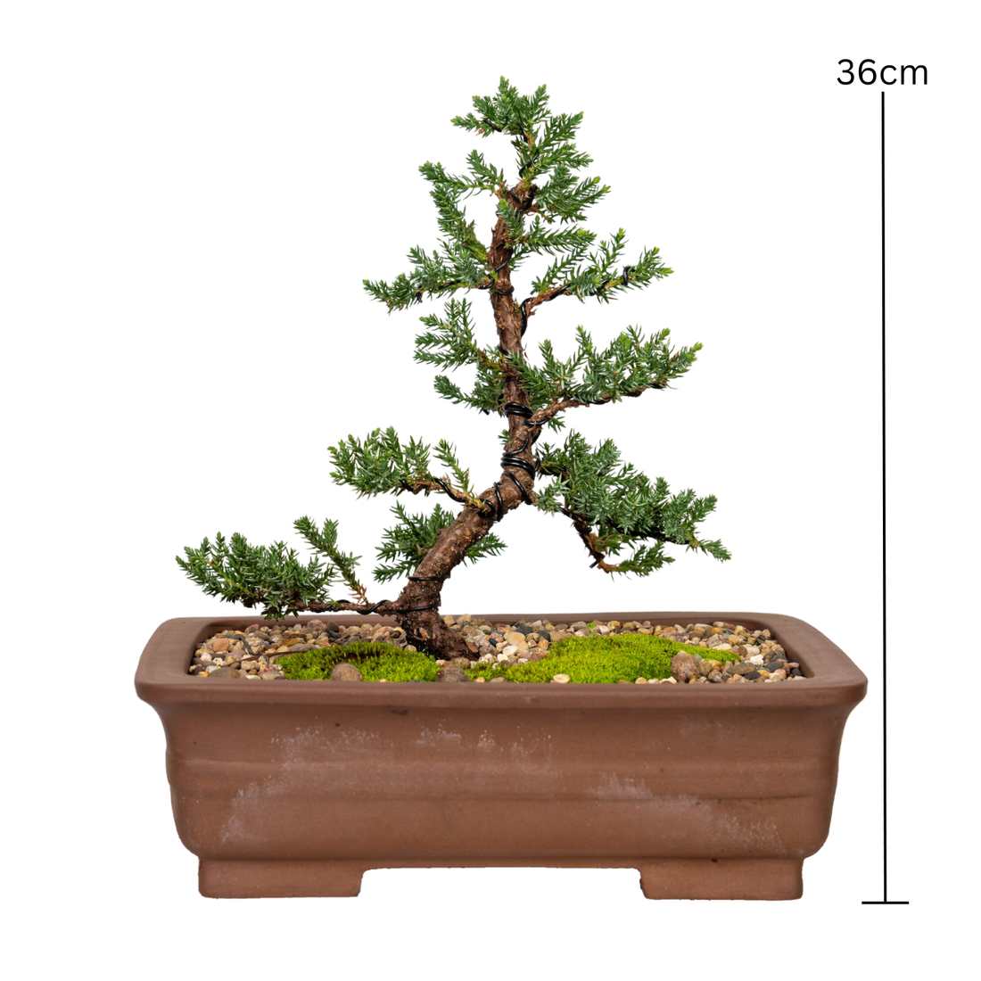 Juniper Bonsai (2011)