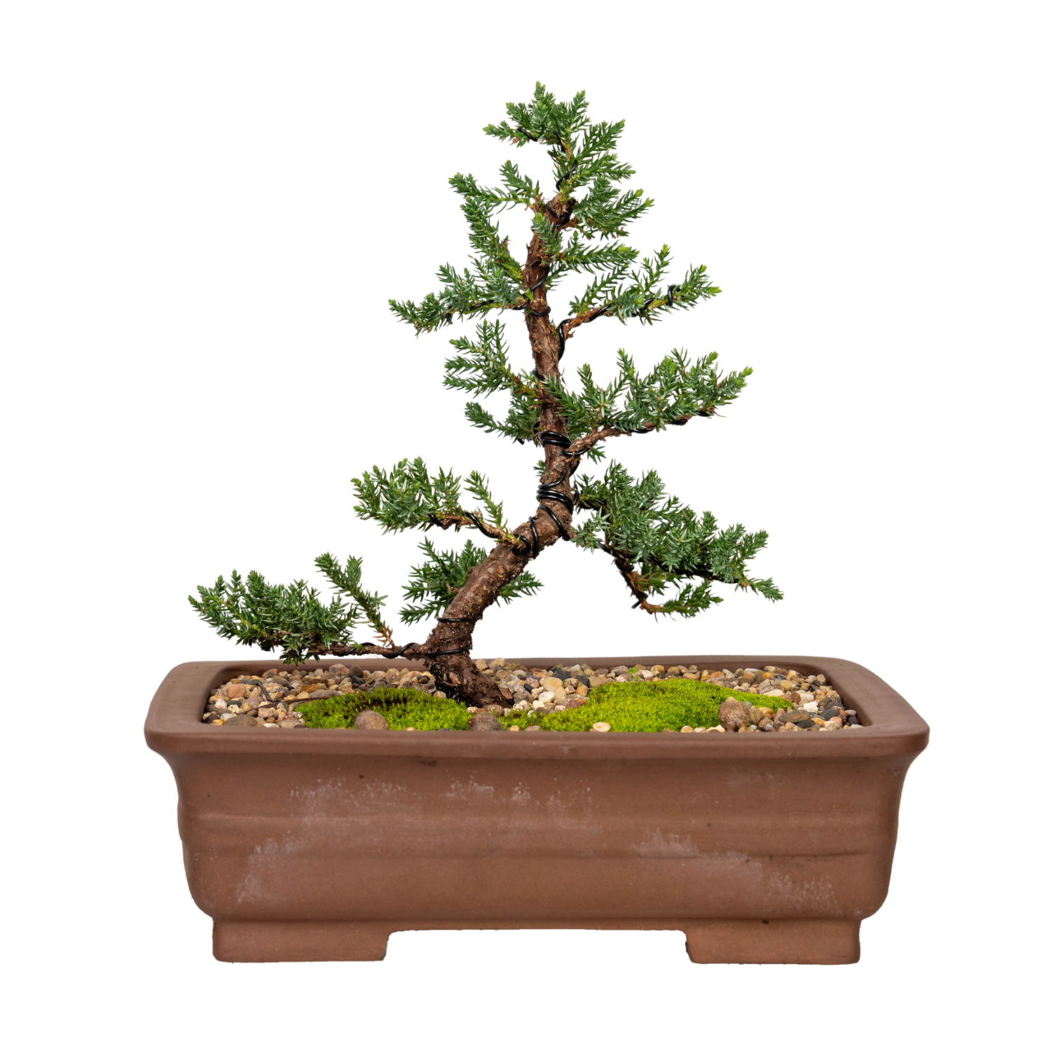 Juniper Bonsai (2011)