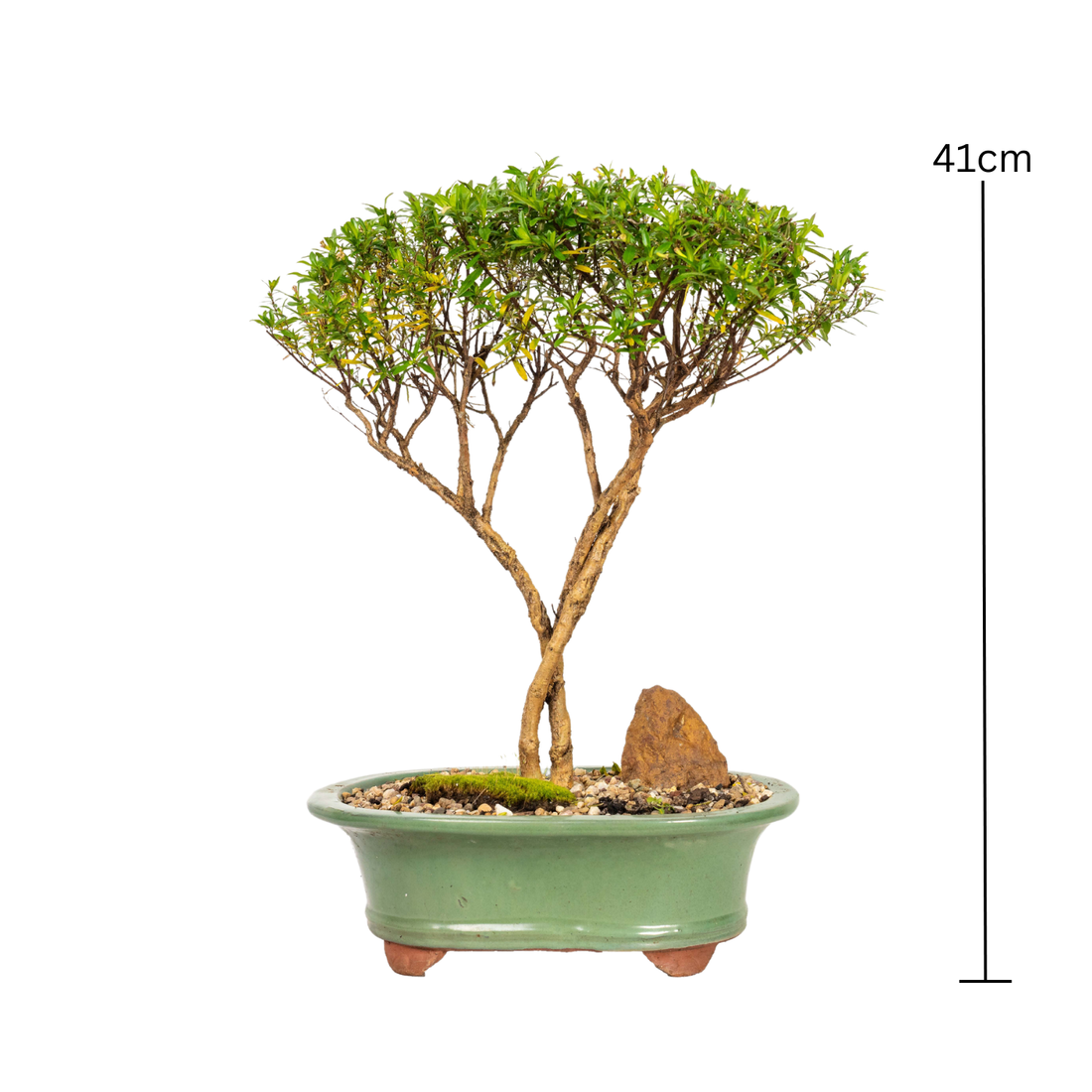 Cotoneaster Cuphea Bonsai (2015)