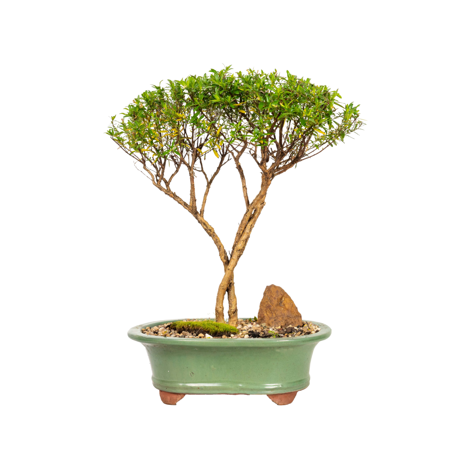 Cotoneaster Cuphea Bonsai (2015)