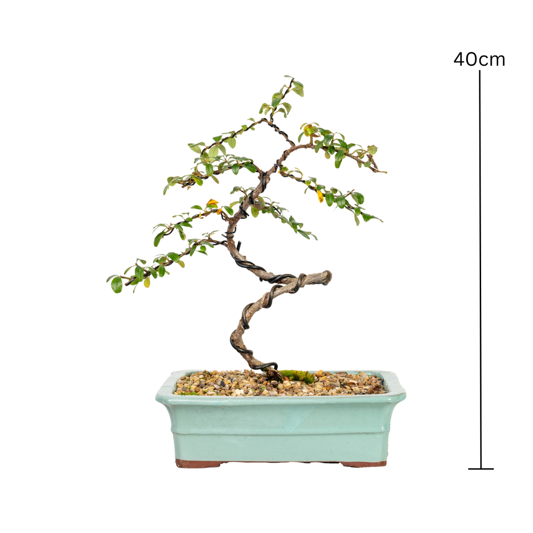 Cotoneaster Cuphea Bonsai (2014)