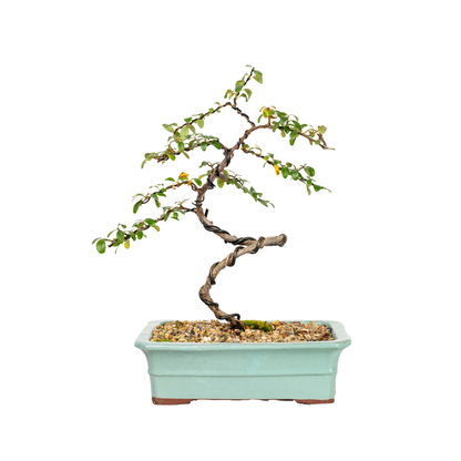 Cotoneaster Cuphea Bonsai (2014)