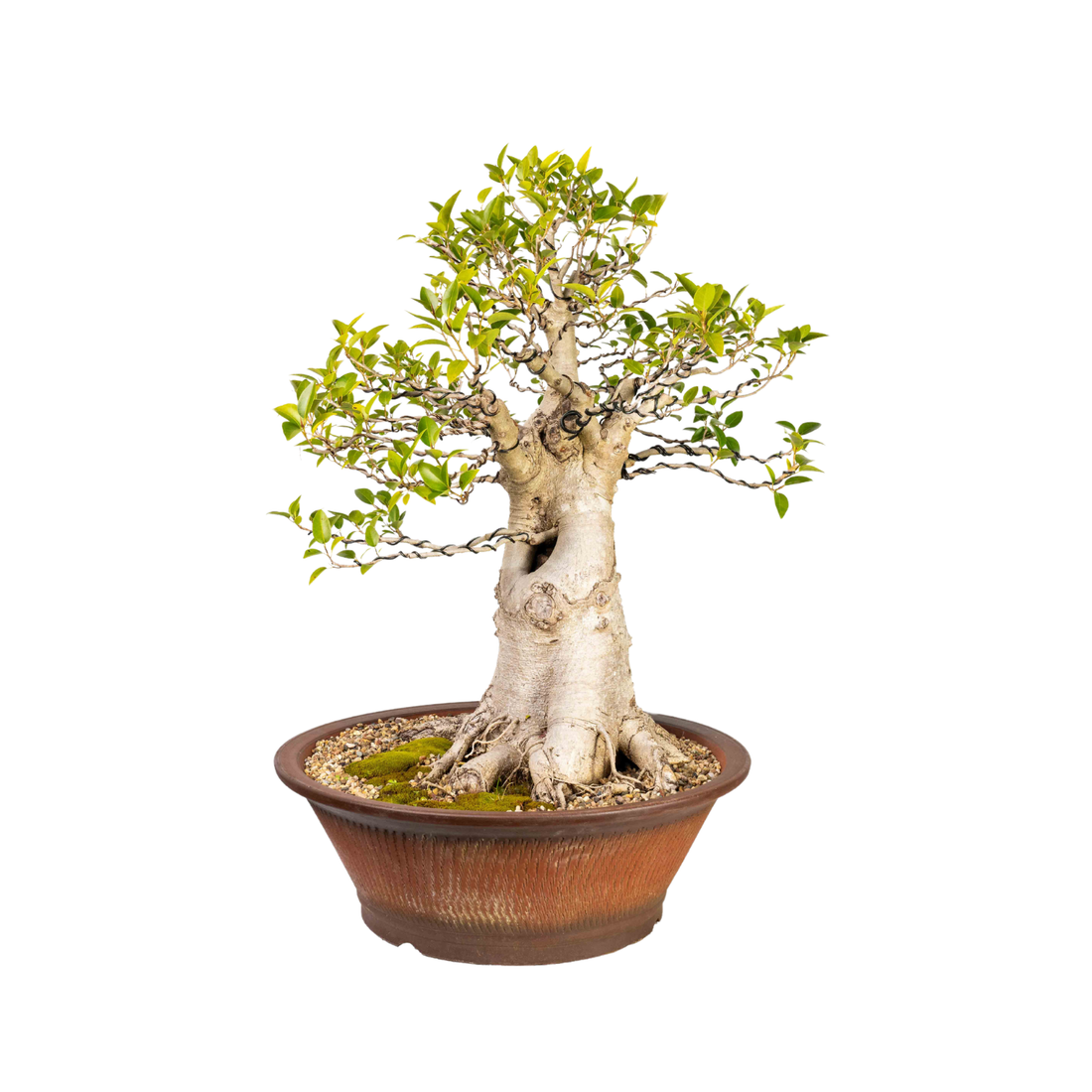 Port Jackson Fig Bonsai (1970)