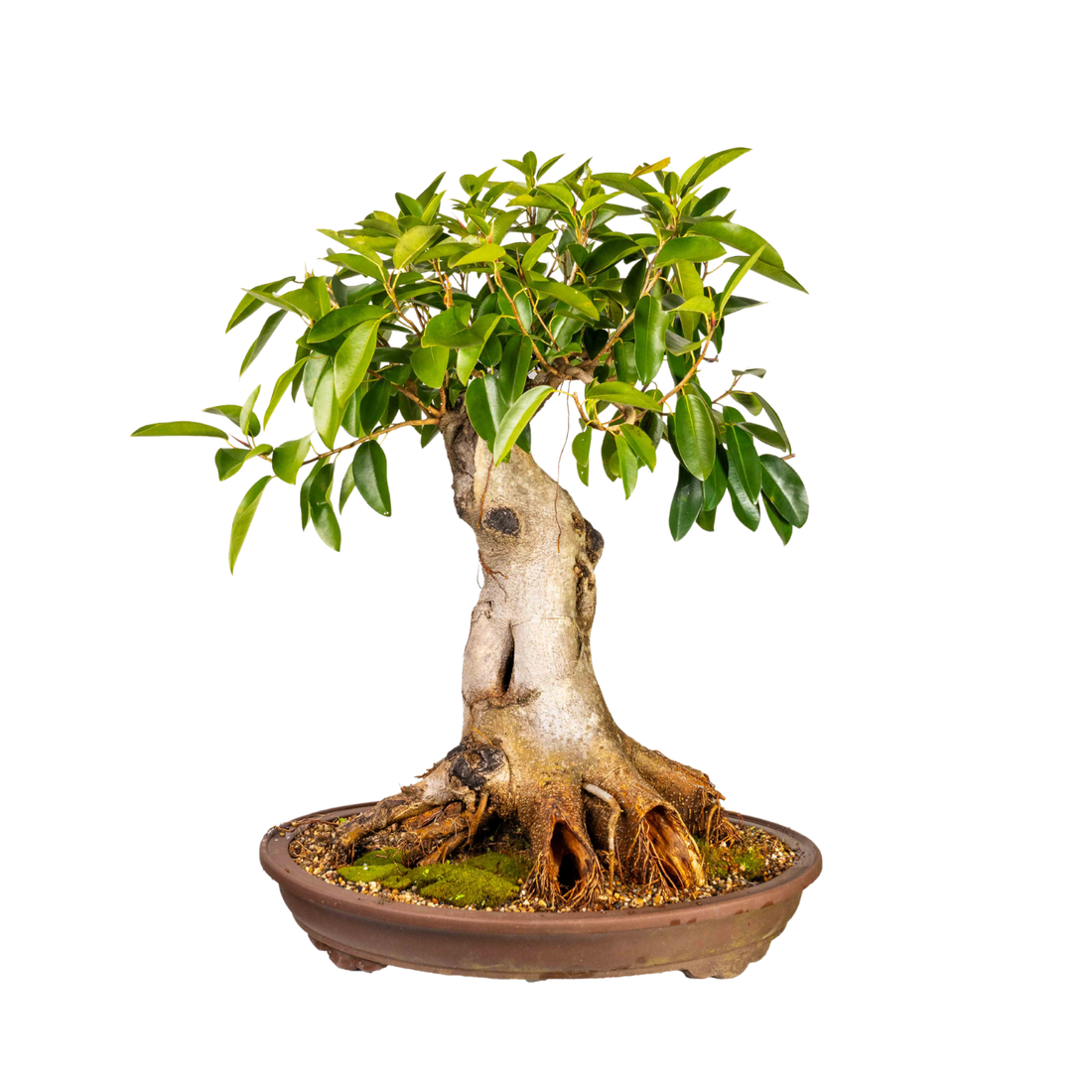 Port Jackson Fig Bonsai (1981)