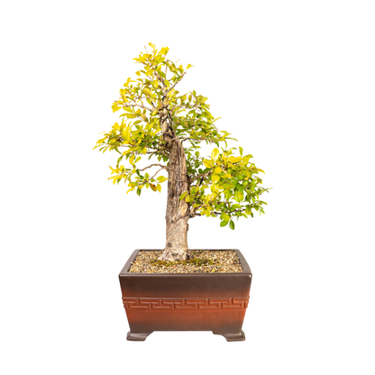 Lilly Pilly Bonsai (1990)