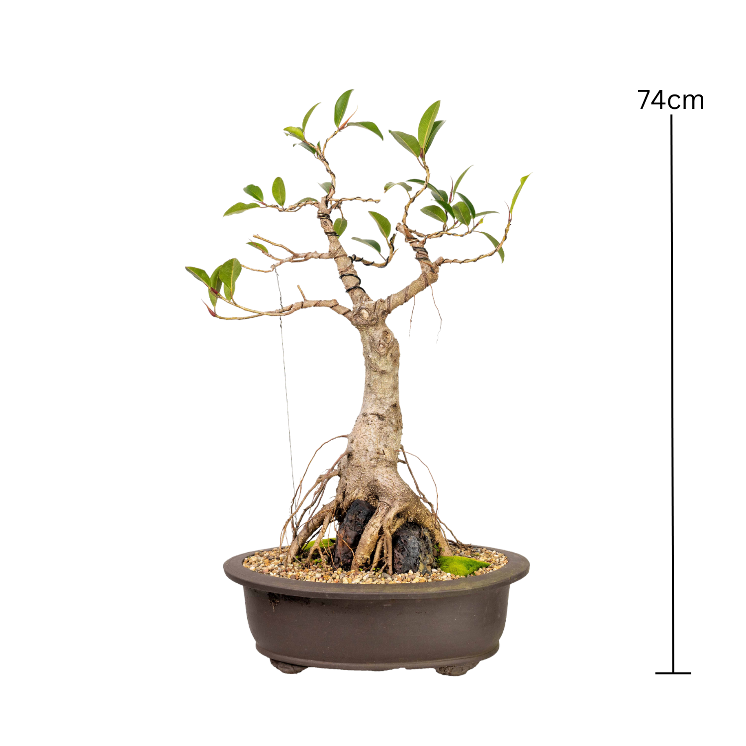 Port Jackson Fig Bonsai (1992)