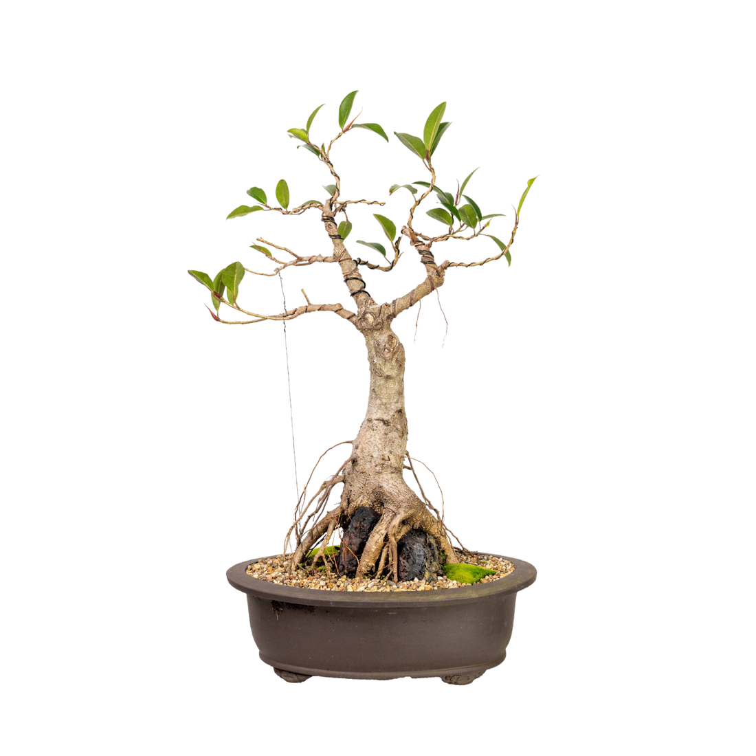 Port Jackson Fig Bonsai (1992)