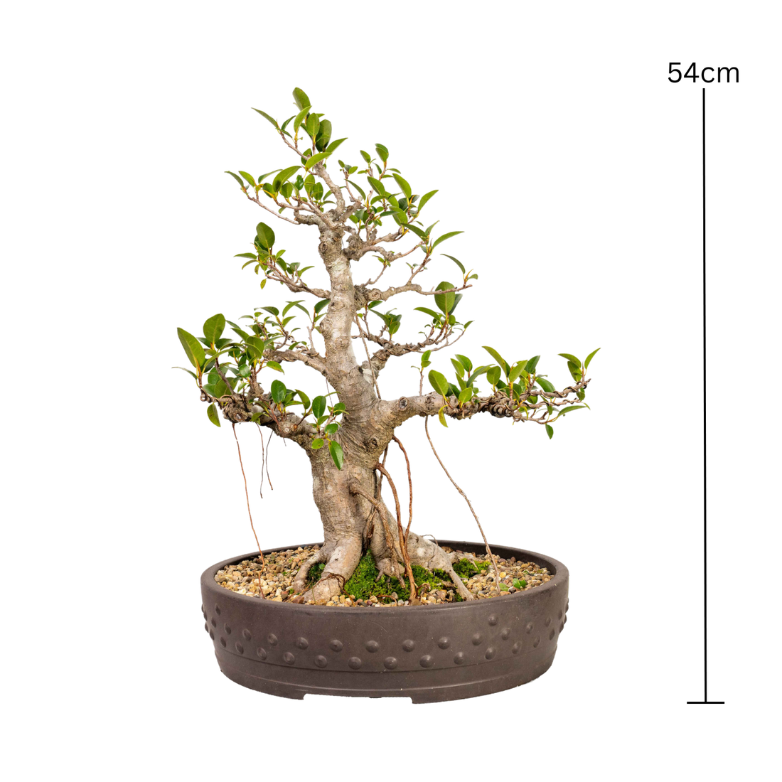 Port Jackson Fig Bonsai (1981)